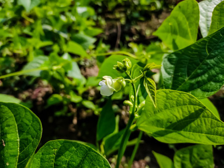 This is the green bean flower macro shot in a winter morning in the field.の写真素材