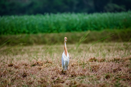 The cattle egret is a cosmopolitan species of heron (family Ardeidae) found in the tropics, subtropics, and warm-temperate zones.の写真素材