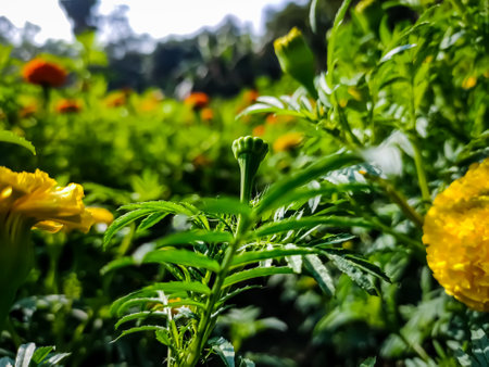 Tagetes is a genus of annual or perennial, mostly herbaceous plants in the sunflower family (Asteraceae). It was described as a genus by Carl Linnaeus in 1753.の写真素材