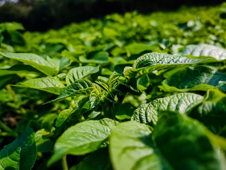 This is growing potato plant close-up shot in the winter season.の写真素材