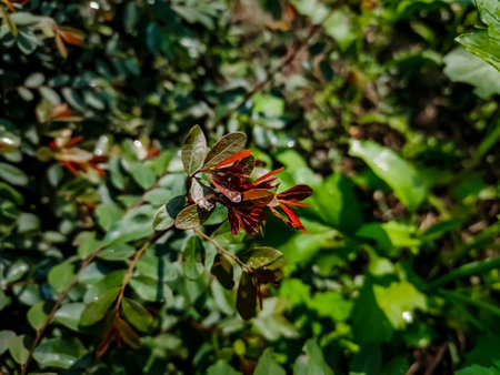Breynia vitis-idaea, the officinal breynia, is a perennial tree-like species of Phyllanthaceae, found from India east to Taiwan and Okinawa and south to Indonesia.の写真素材