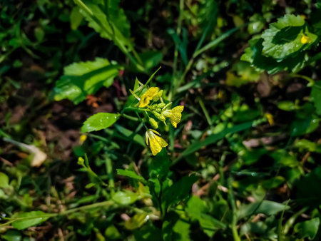 The mustard plant is a plant species in the genera Brassica and Sinapis in the family Brassicaceae. Mustard seed is used as a spice.の写真素材