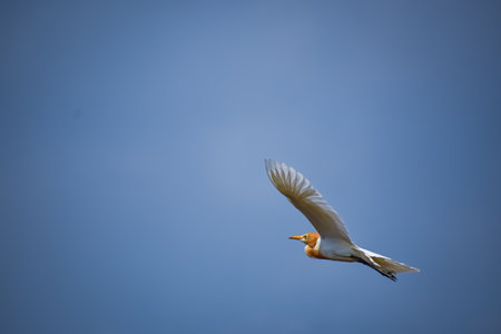 The cattle egret is a cosmopolitan species of heron (family Ardeidae) found in the tropics, subtropics, and warm-temperate zones.の写真素材
