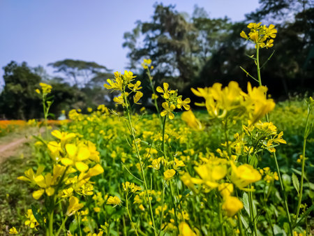 The mustard plant is a plant species in the genera Brassica and Sinapis in the family Brassicaceae. Mustard seed is used as a spice.の写真素材