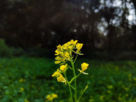 The mustard plant is a plant species in the genera Brassica and Sinapis in the family Brassicaceae. Mustard seed is used as a spice.の写真素材