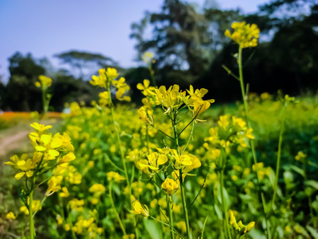 The mustard plant is a plant species in the genera Brassica and Sinapis in the family Brassicaceae. Mustard seed is used as a spice.の写真素材