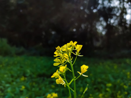 vThe mustard plant is a plant species in the genera Brassica and Sinapis in the family Brassicaceae. Mustard seed is used as a spice.の写真素材