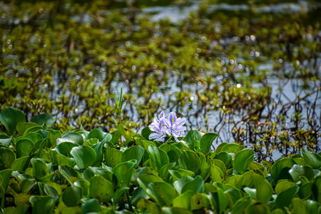Pontederia crassipes, commonly known as common water hyacinth, is an aquatic plant native to the Amazon basin, and is often a highly problematic invasive species outside its native range.の写真素材