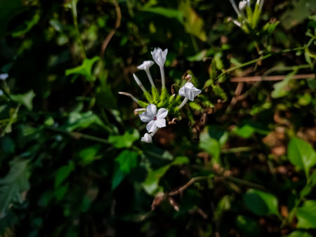 Plumbago zeylanica, commonly known as Ceylon leadwort, doctoebush or wild leadwort, is a species of plumbago with a pantropical distribution.の写真素材