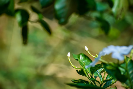 Tabernaemontana divaricata commonly called pinwheel flower, is an evergreen shrub native to India and now cultivated throughout South East Asia and the warmer regions of continental Asia.の写真素材