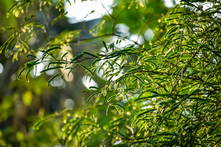 Tamarind is a leguminous tree (family Fabaceae) bearing edible fruit that is indigenous to tropical Africa. The genus Tamarindus is monotypic, meaning that it contains only this species.の写真素材
