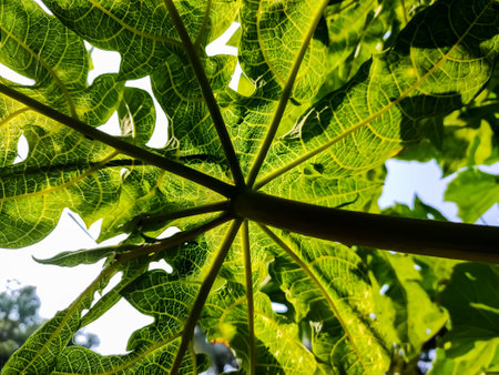 This is green papaya trees leaf backside close-up macro shot when morning sunlight light this leaf.