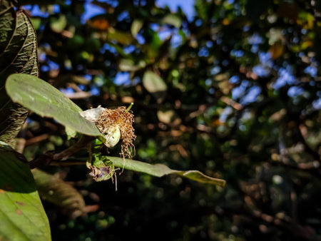 Guava is a common tropical fruit cultivated in many tropical and subtropical regions. Psidium guajava is a small tree in the myrtle family,の写真素材