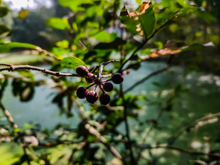 A berry is a small, pulpy, and often edible fruit. Typically, berries are juicy, rounded, brightly colored, sweet, sour or tart, and do not have a stone, although many pips or seeds may be present.の写真素材