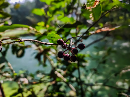 A berry is a small, pulpy, and often edible fruit. Typically, berries are juicy, rounded, brightly colored, sweet, sour or tart, and do not have a stone, although many pips or seeds may be present.の写真素材