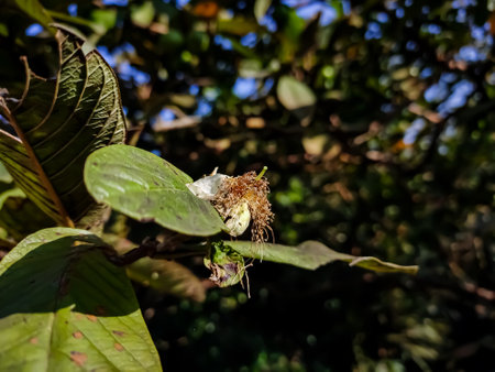 Guava is a common tropical fruit cultivated in many tropical and subtropical regions. Psidium guajava is a small tree in the myrtle family,の写真素材