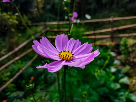 Cosmos is a genus, with the same common name of cosmos, consisting of flowering plants in the sunflower family.の写真素材