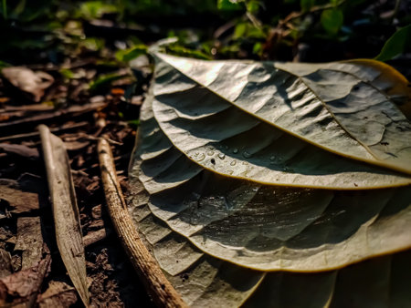 This is the old yellow betel leaves and morning sunlight drop on this leaf.の写真素材