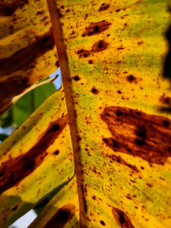 Morning sunlight lighted a old half dry banana leaf close-up macro shot in the morning.の写真素材