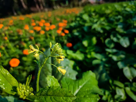 The mustard plant is a plant species in the genera Brassica and Sinapis in the family Brassicaceae. Mustard seed is used as a spice.の写真素材