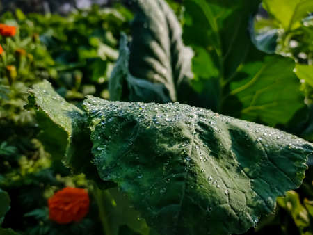 Water drop on the cauliflower leaf close-up macro shot in a winter morning in india.の写真素材