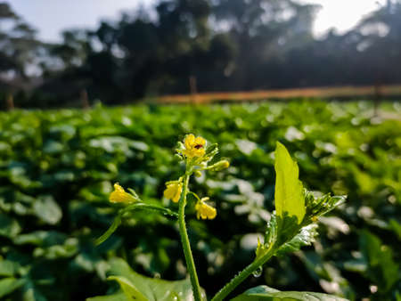 The mustard plant is a plant species in the genera Brassica and Sinapis in the family Brassicaceae. Mustard seed is used as a spice.の写真素材