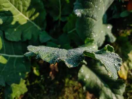 Water drop on the cauliflower leaf close-up macro shot in a winter morning in india.
