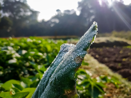 Water drop on the cauliflower leaf close-up macro shot in a winter morning in india.の写真素材