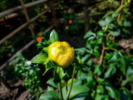 Dahlia is a genus of bushy, tuberous, herbaceous perennial plants native to Mexico and Central America.の写真素材