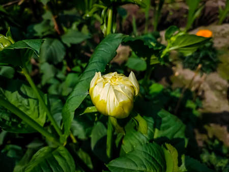 Dahlia is a genus of bushy, tuberous, herbaceous perennial plants native to Mexico and Central America.の写真素材