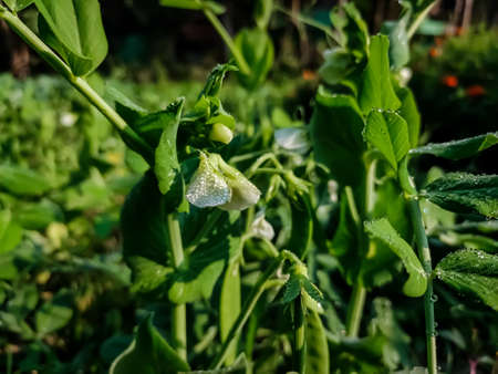 This is the pea plant close-up macro shot in the day time in the winter season in a indian field.の写真素材