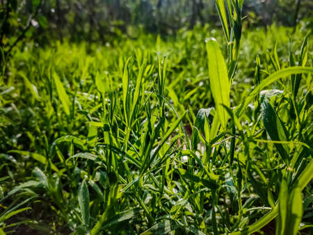 Lathyrus sativus, also known as grass pea, chickling vetch, Indian pea, is a legume (family Fabaceae) commonly grown for human consumption and livestock feed in Asia and East Africa.の写真素材