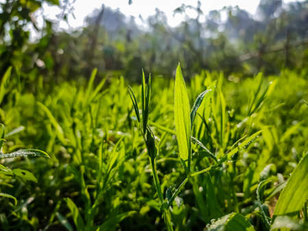 Lathyrus sativus, also known as grass pea, chickling vetch, Indian pea, is a legume (family Fabaceae) commonly grown for human consumption and livestock feed in Asia and East Africa.の写真素材