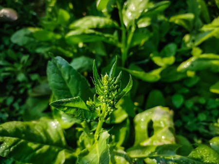 Spinach (Spinacia oleracea) is a leafy green flowering plant native to central and western Asia. It is of the order Caryophyllales, family Amaranthaceae, subfamily Chenopodioideae.の写真素材