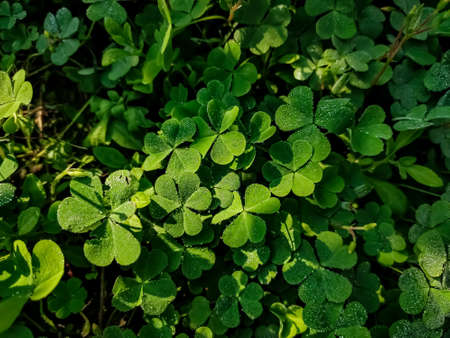 Oxalis corniculata, the creeping woodsorrel, resembles the common yellow woodsorrel, Oxalis stricta. It is a somewhat delicate-appearing, low-growing, herbaceous plant in the family Oxalidaceae.の写真素材