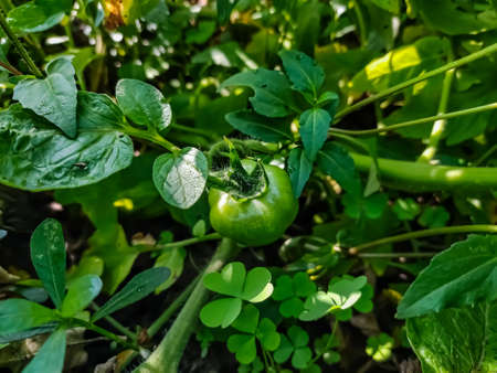 The tomato is the edible berry of the plant Solanum lycopersicum, commonly known as a tomato plant. The species originated in western South America and Central America.の写真素材