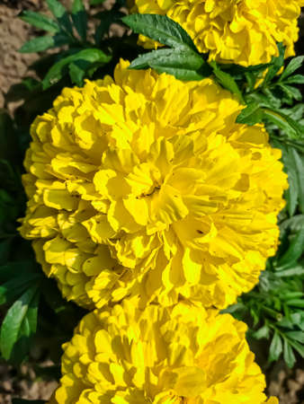 Tagetes is a genus of annual or perennial, mostly herbaceous plants in the sunflower family (Asteraceae). It was described as a genus by Carl Linnaeus in 1753.の写真素材