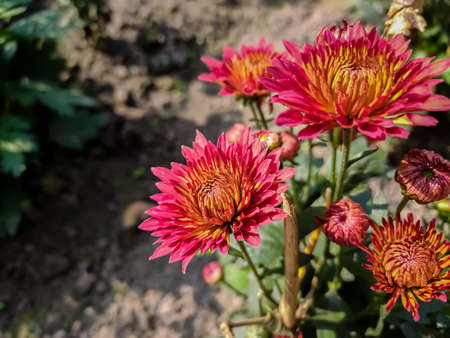 Chrysanthemums, sometimes called mums or chrysanths, are flowering plants of the genus Chrysanthemum in the family Asteraceae. They are native to East Asia and northeastern Europe.の写真素材