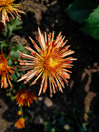 Chrysanthemums, sometimes called mums or chrysanths, are flowering plants of the genus Chrysanthemum in the family Asteraceae. They are native to East Asia and northeastern Europe.の写真素材