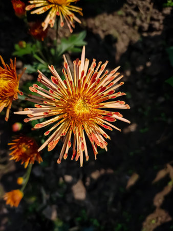 Chrysanthemums, sometimes called mums or chrysanths, are flowering plants of the genus Chrysanthemum in the family Asteraceae. They are native to East Asia and northeastern Europe.の写真素材