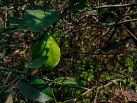 The lemon, Citrus limon, is a species of small evergreen tree in the flowering plant family Rutaceae, native to South Asia, primarily North eastern India.の写真素材
