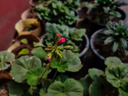 Pelargonium is a genus of flowering plants which includes about 280 species of perennials,...