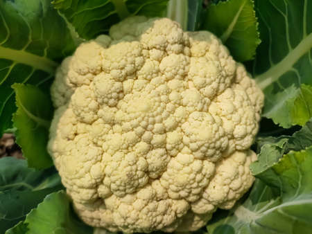 Cauliflower is one of several vegetables in the species Brassica oleracea in the genus Brassica,...