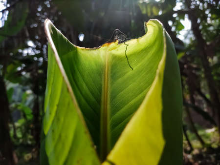 Morning sunlight fall on a small growing banana leaf close-up macro shot.の写真素材