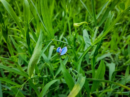 Lathyrus sativus, also known as grass pea, chickling pea, Indian pea, white pea and white vetch, is a legume commonly grown for human consumption and livestock feed in Asia and East Africa.の写真素材