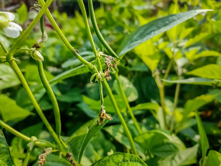 Phaseolus vulgaris, also known as the common bean is a herbaceous annual plant grown worldwide for...