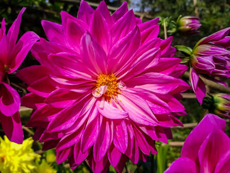 Dahlia is a genus of bushy, tuberous, herbaceous perennial plants native to Mexico and Central America.の写真素材