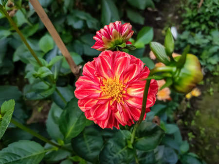 Dahlia is a genus of bushy, tuberous, herbaceous perennial plants native to Mexico and Central America.の写真素材