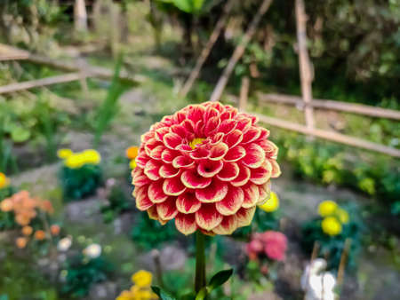Dahlia is a genus of bushy, tuberous, herbaceous perennial plants native to Mexico and Central America.の写真素材