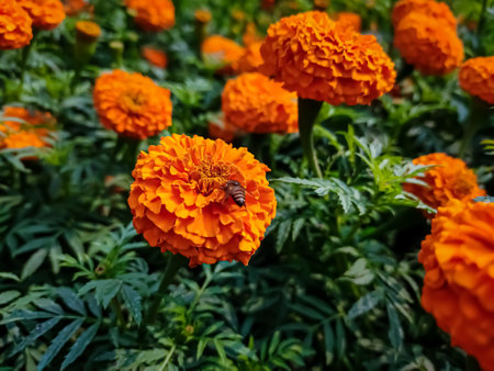 A small bee setting on a small marigold flower in the morning close-up macro shot.の写真素材